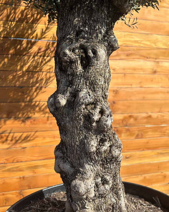 Olivenbaum – Olea europaea ‘Hojiblanca’ (Forte) (I9)