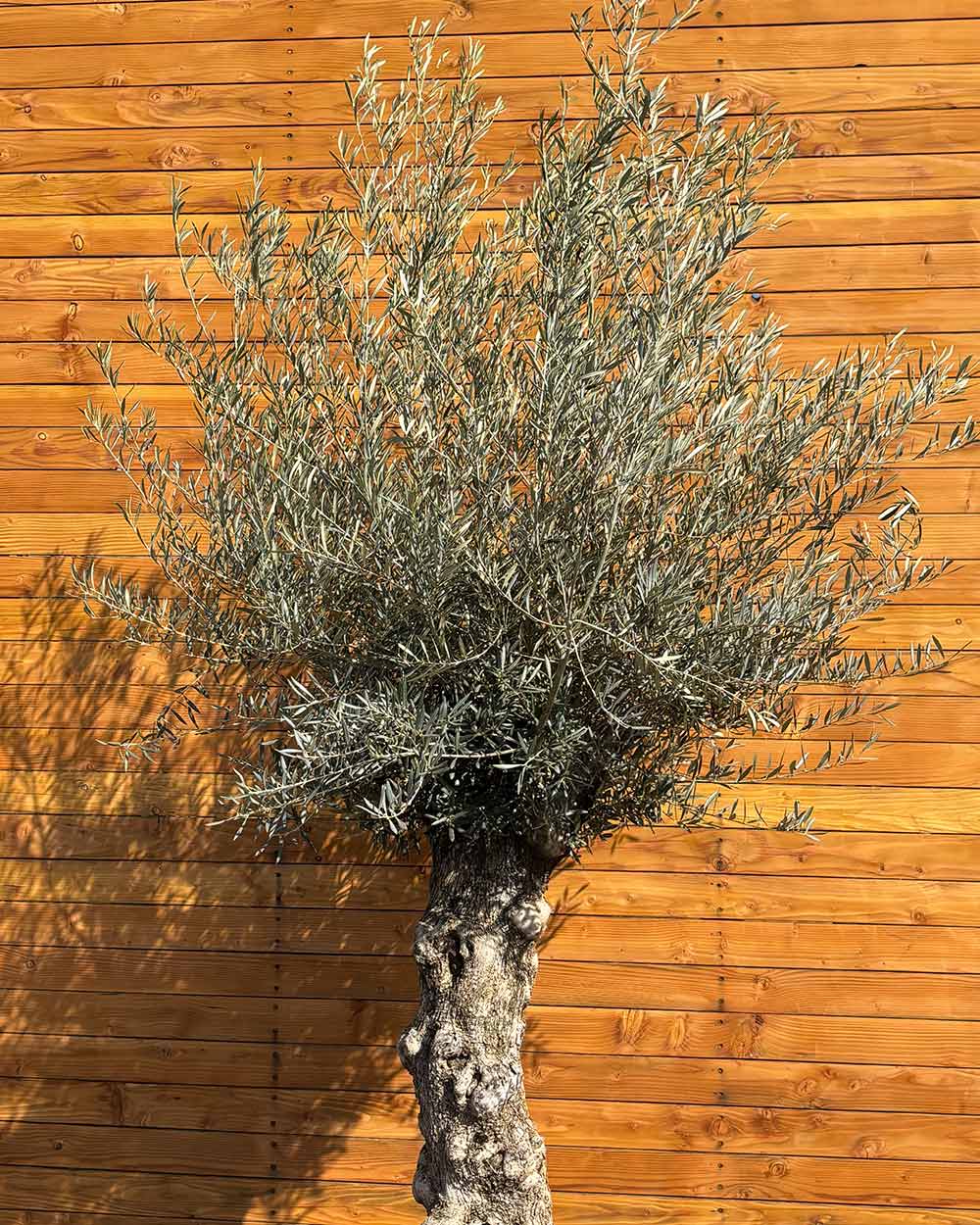Olivenbaum – Olea europaea ‘Hojiblanca’ (Forte) (I9)