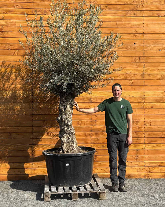 Olivenbaum – Olea europaea ‘Hojiblanca’ (Forte) (I9)