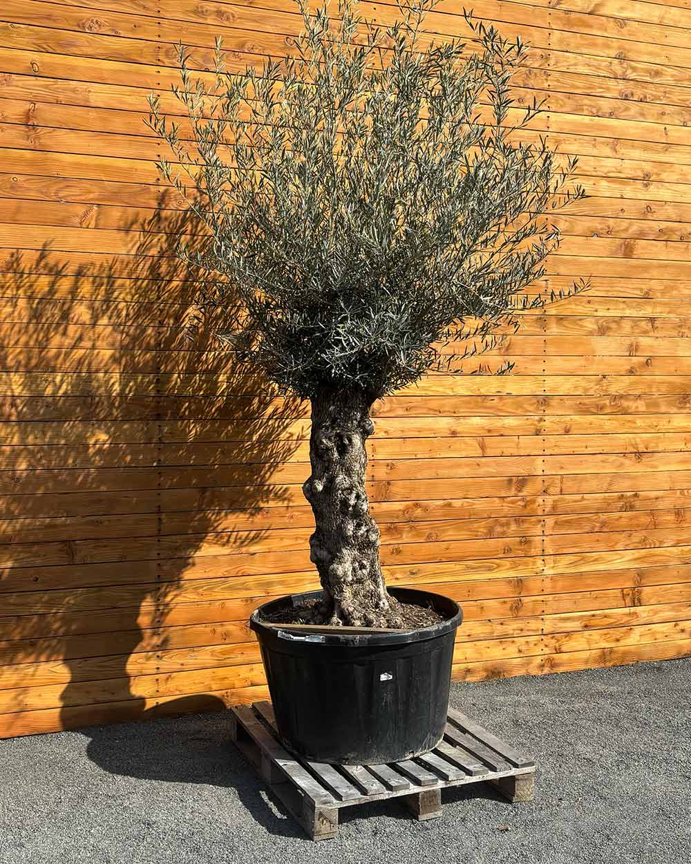 Olivenbaum – Olea europaea ‘Hojiblanca’ (Forte) (I9)