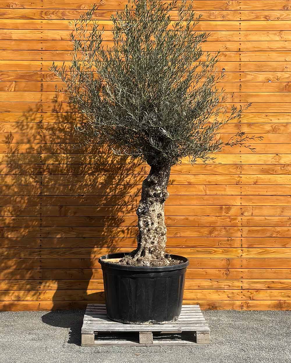 Olivenbaum – Olea europaea ‘Hojiblanca’ (Forte) (I9)