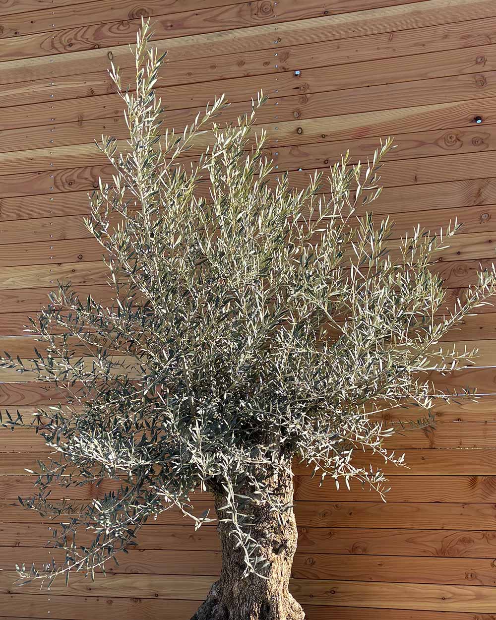 Olivenbaum „Medio“ (K11)
