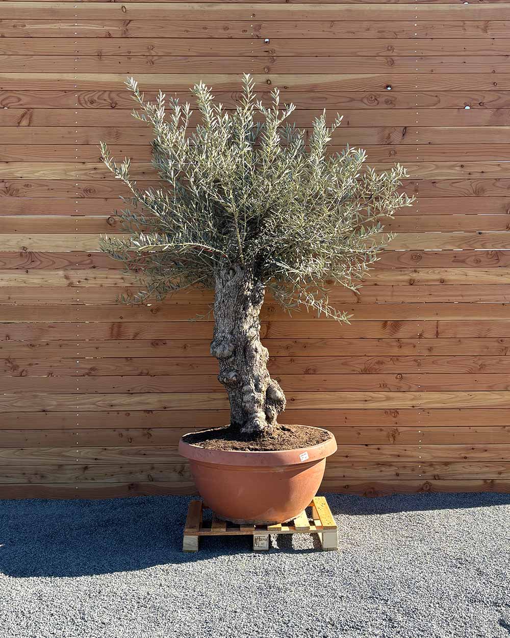 Olivenbaum „Medio“ (K12)