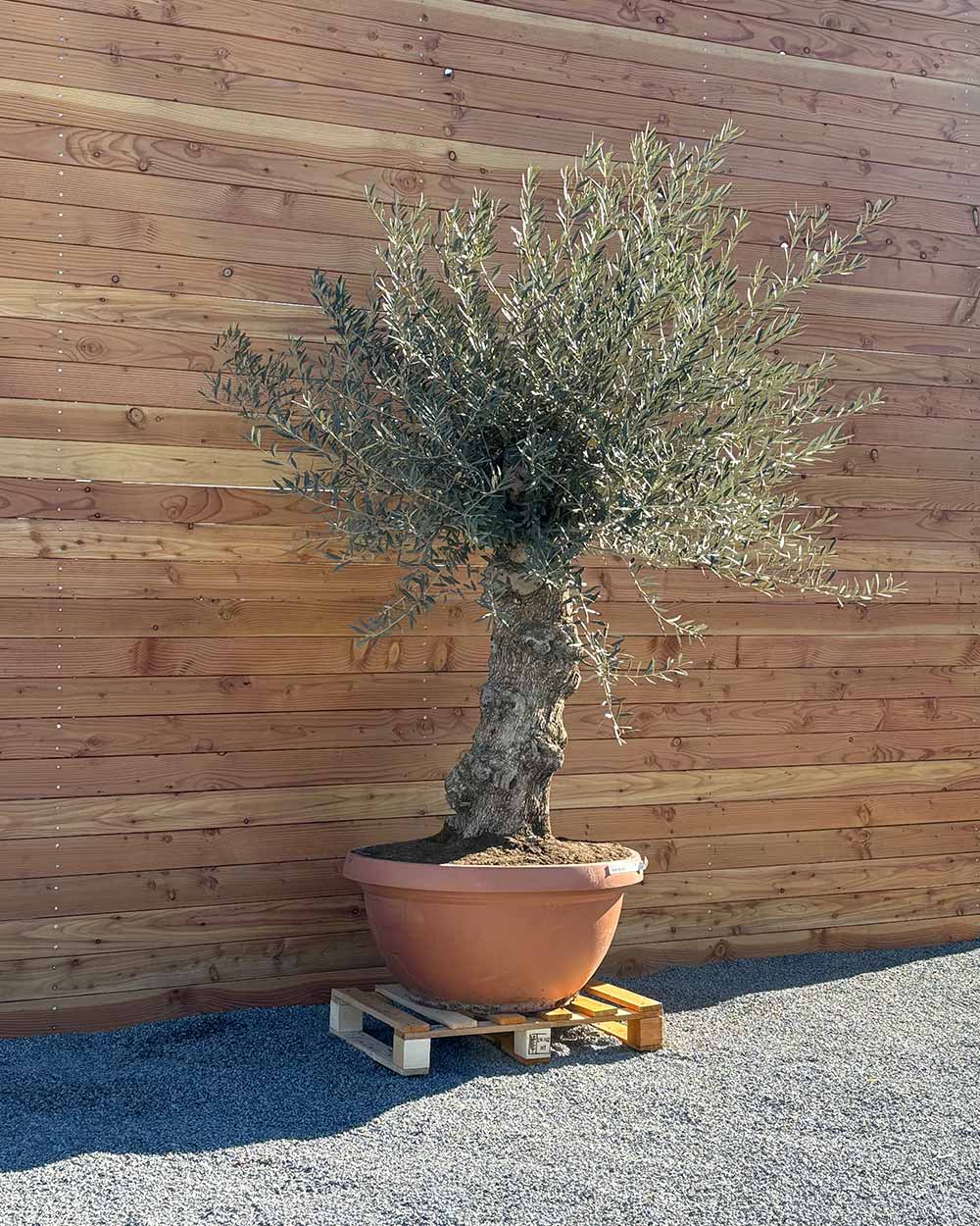 Olivenbaum „Medio“ (K12)