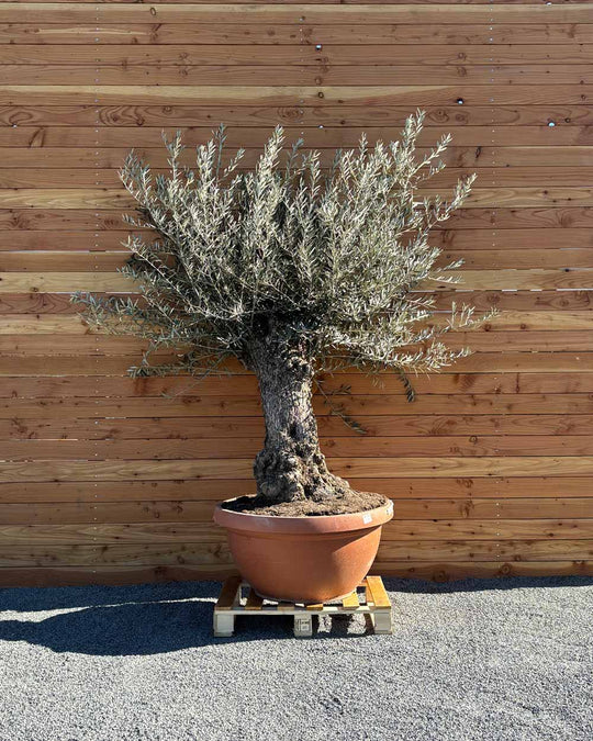 Olivenbaum „Medio“ (K14)