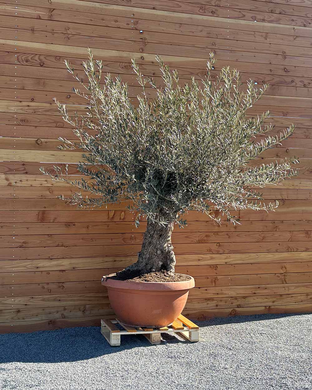 Olivenbaum „Medio“ (K14)