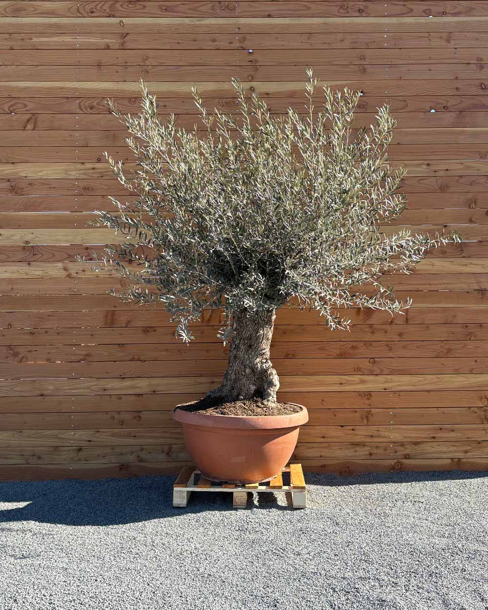 Olivenbaum „Medio“ (K14)