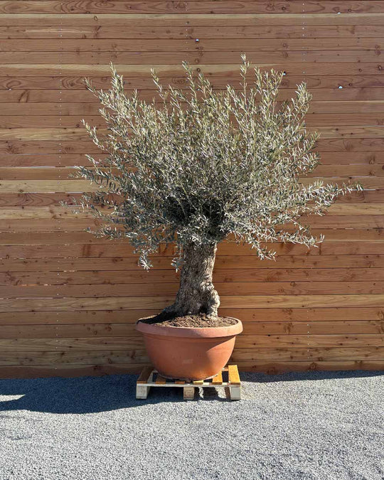 Olivenbaum „Medio“ (K14)