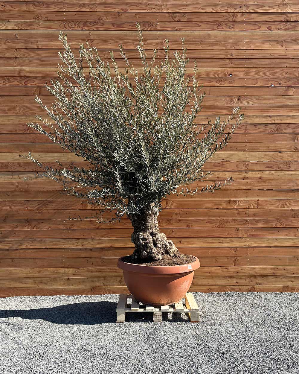 Olivenbaum „Medio“ (K3)