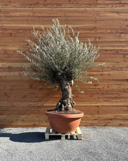 Olivenbaum „Medio“ (K3)