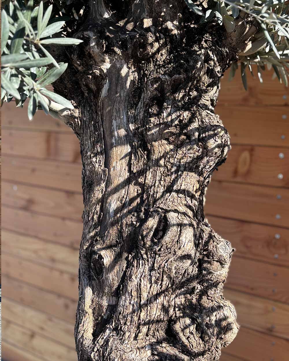 Olivenbaum „Medio“ (K4)