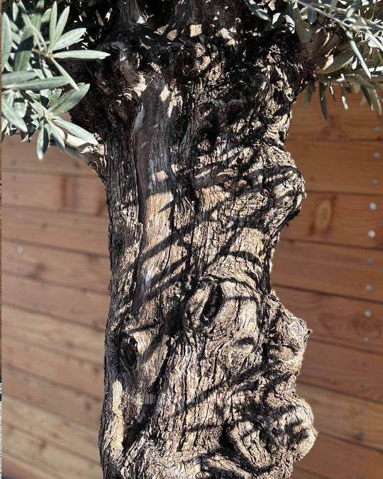 Olivenbaum „Medio“ (K4)