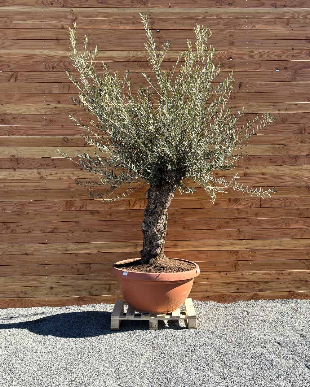 Olivenbaum „Medio“ (K4)