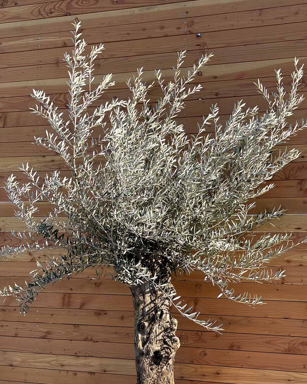 Olivenbaum „Medio“ (K4)