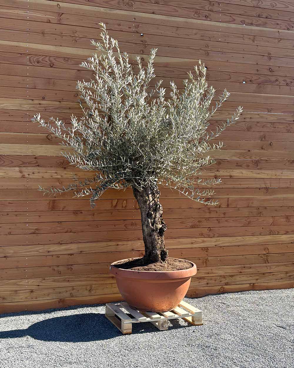 Olivenbaum „Medio“ (K4)