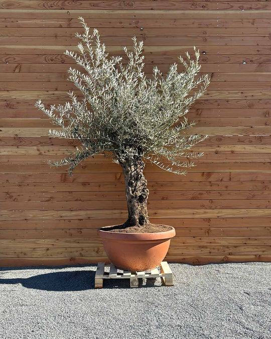 Olivenbaum „Medio“ (K4)