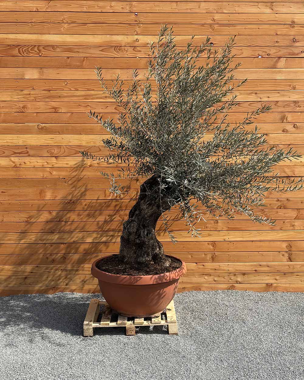 Olivenbaum „Medio“ (K6)