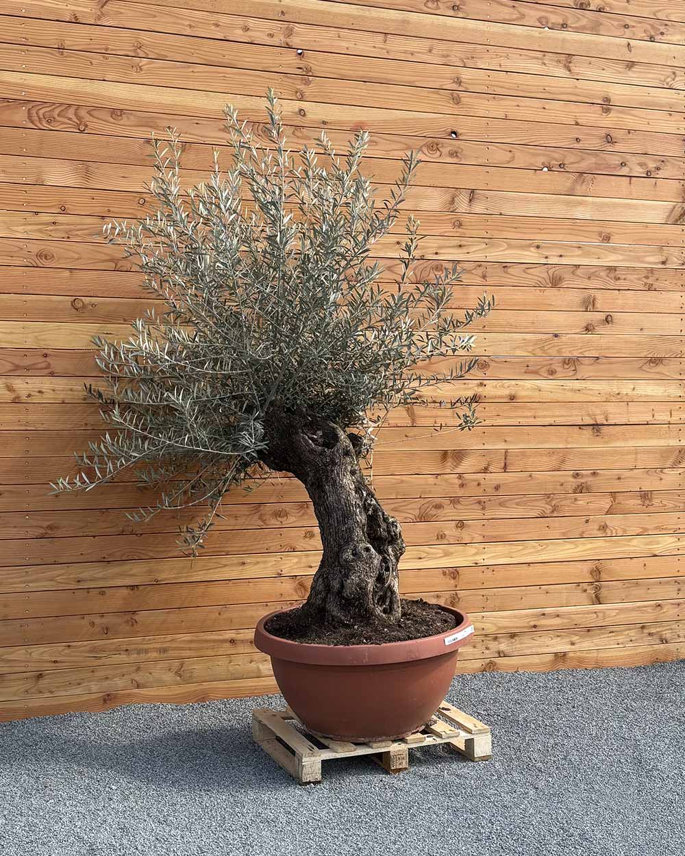 Olivenbaum „Medio“ (K6)