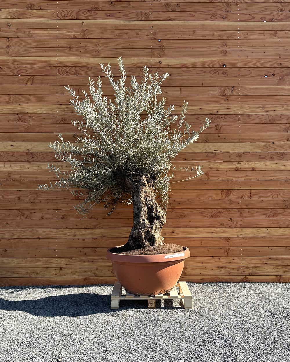 Olivenbaum „Medio“ (K7)