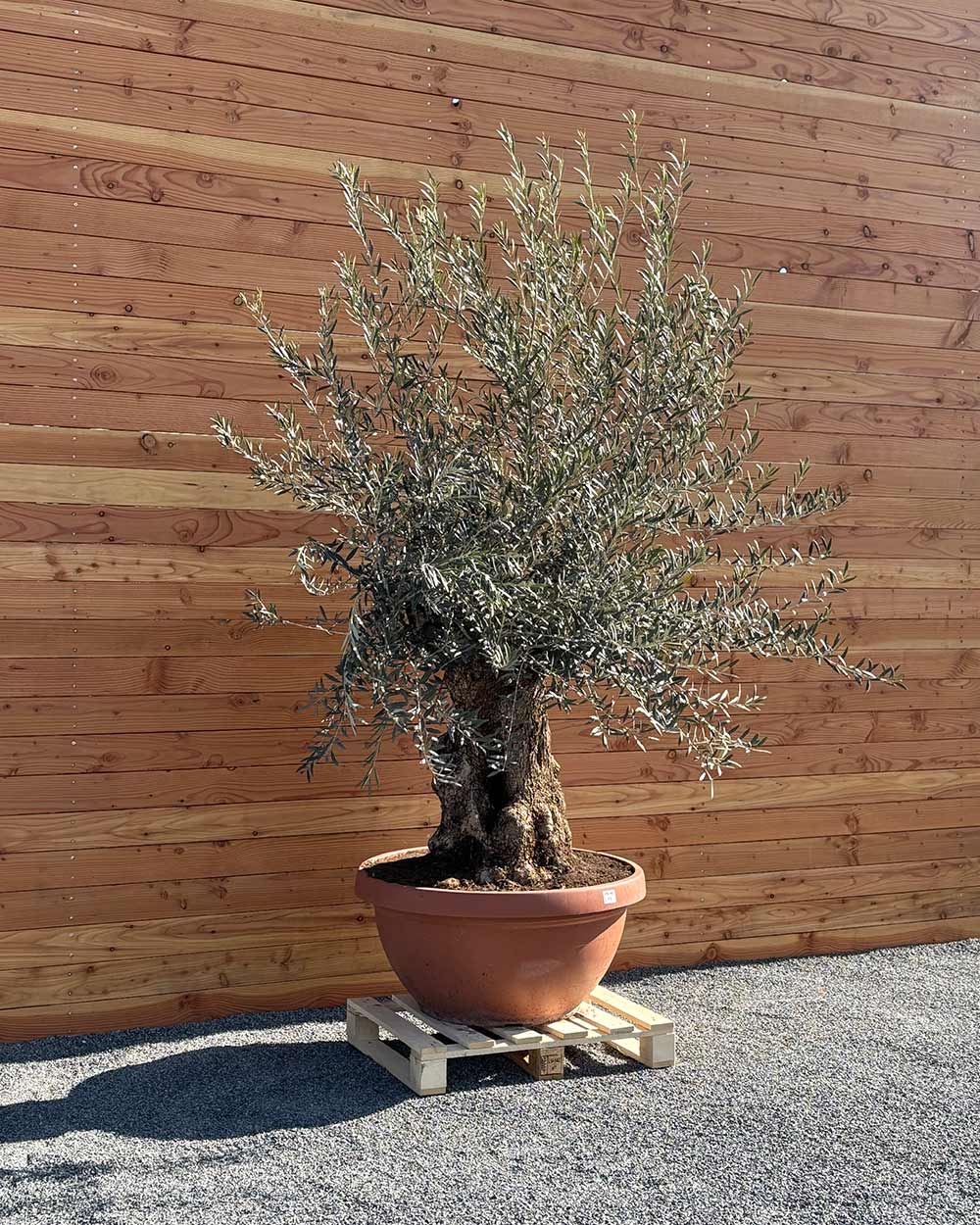 Olivenbaum „Medio“ (K7)