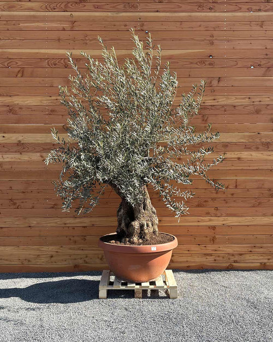 Olivenbaum „Medio“ (K7)
