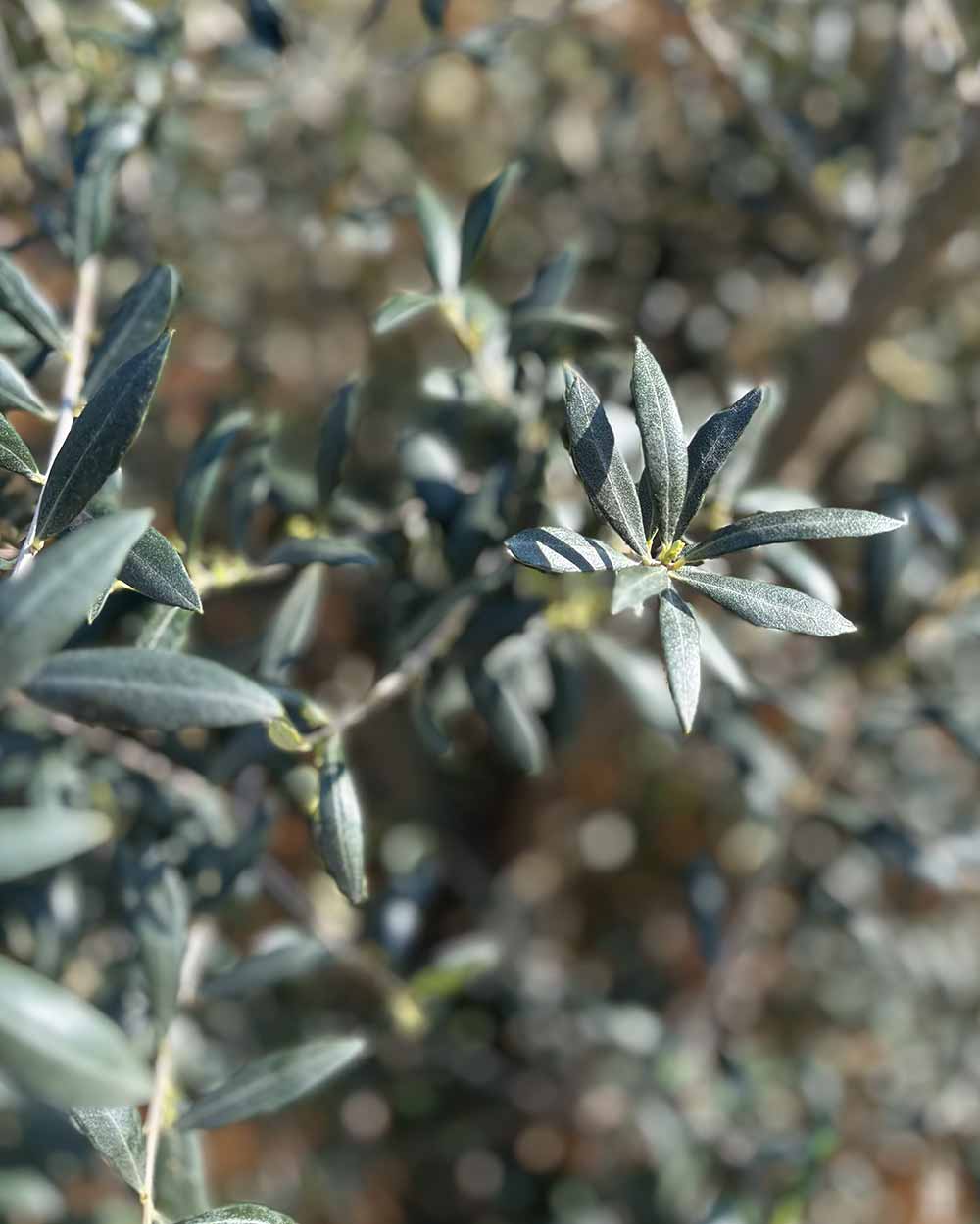Olivenbaum – Olea europaea ‘Arbequina’