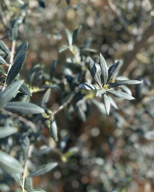 Olivenbaum – Olea europaea ‘Arbequina’