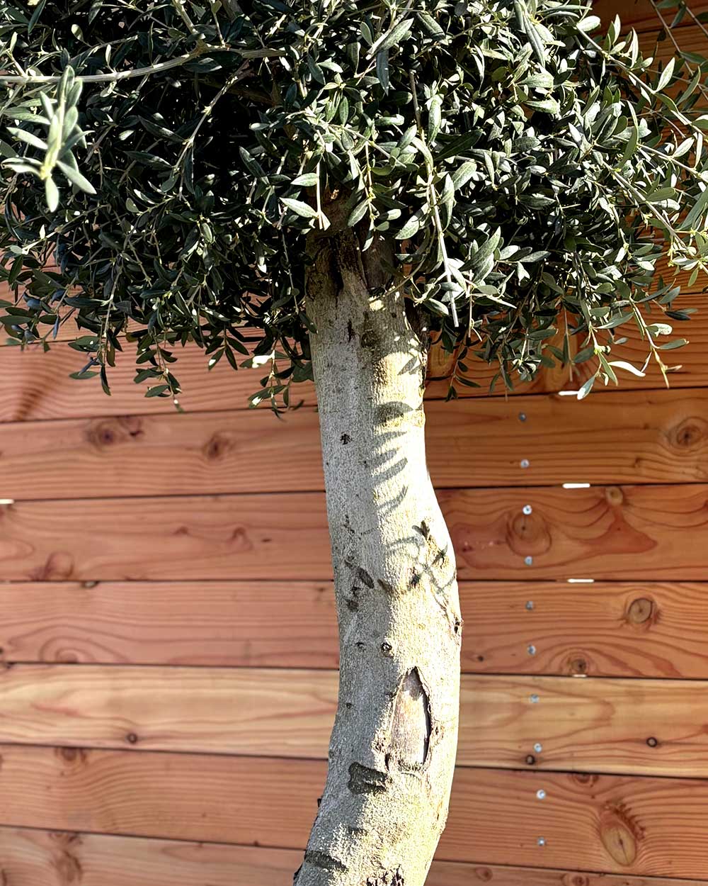 Olivenbaum L