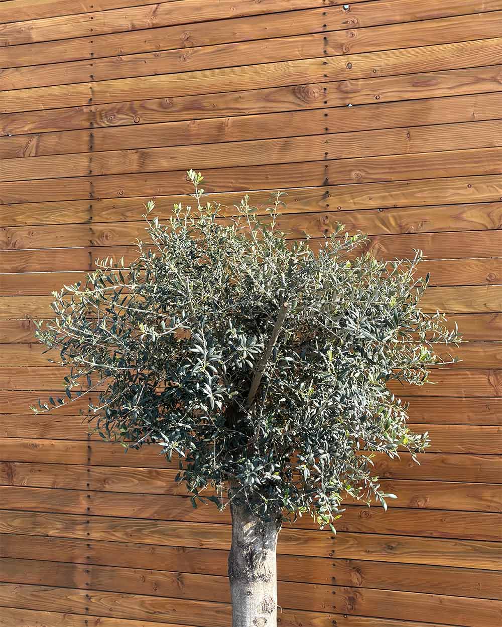 Olivenbaum – Olea europaea ‘Arbequina’