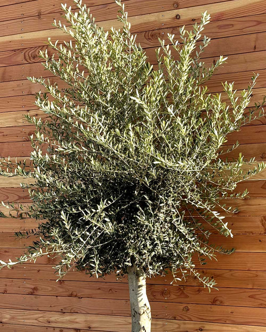 Olivenbaum L