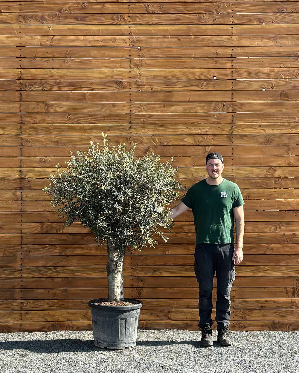 Olivenbaum – Olea europaea ‘Arbequina’