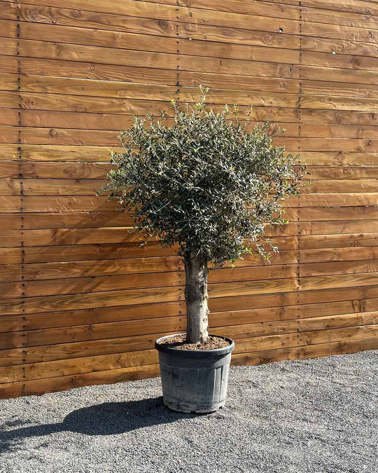 Olivenbaum – Olea europaea ‘Arbequina’