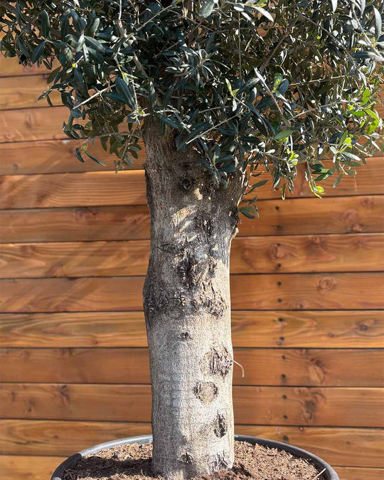 Olivenbaum – Olea europaea ‘Arbequina’
