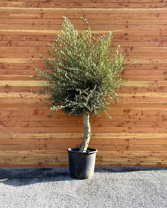 Olivenbaum L