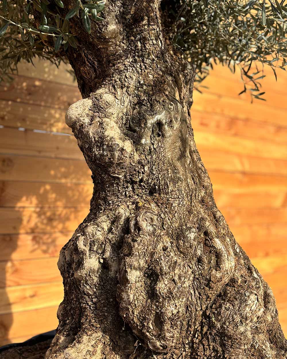 Olivenbaum „Colosso“ (L1)