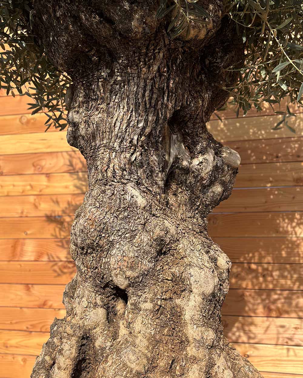 Olivenbaum „Colosso“ (L1)