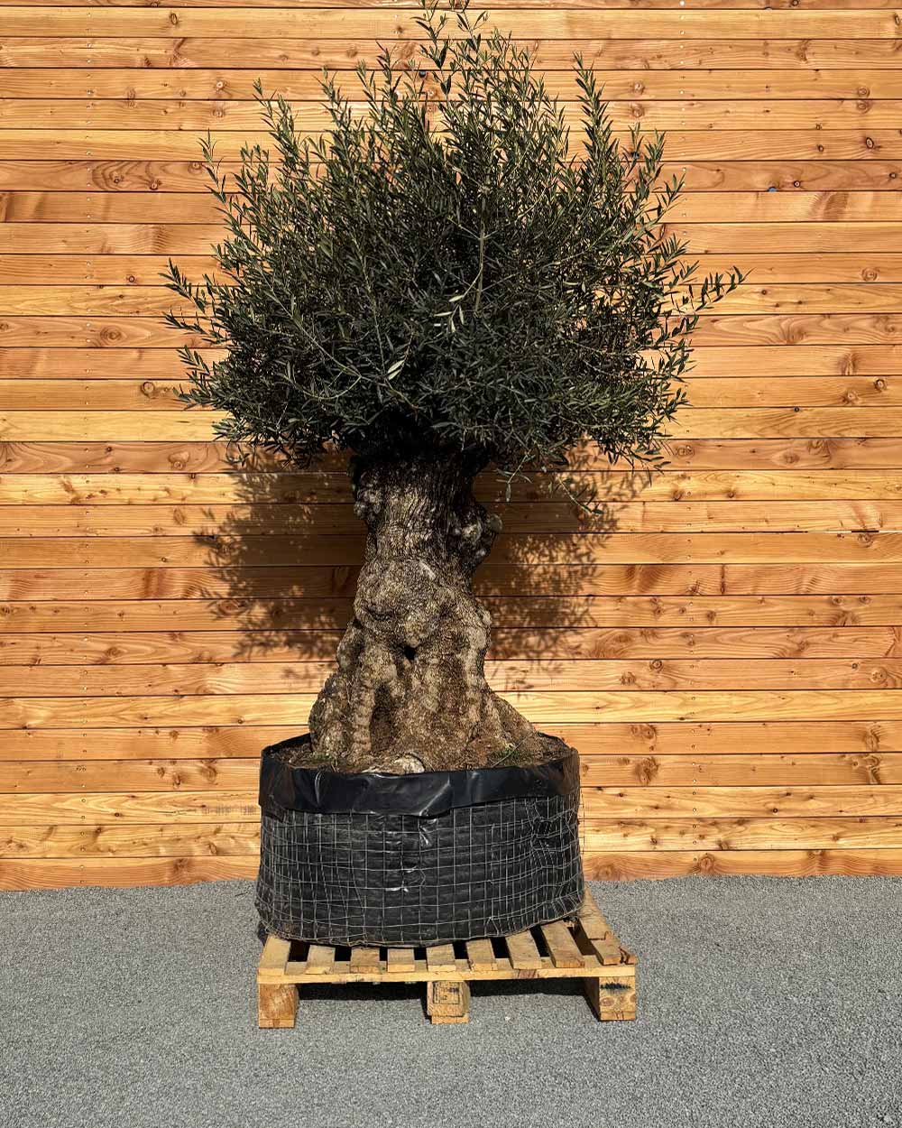 Olivenbaum „Colosso“ (L1)