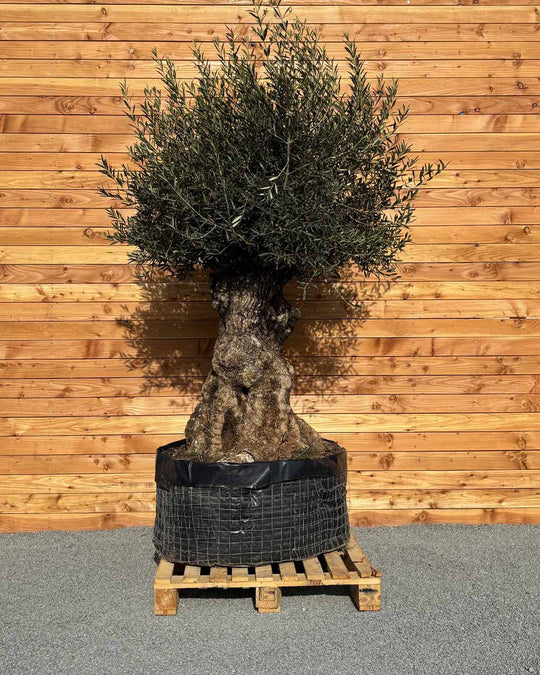 Olivenbaum „Colosso“ (L1)
