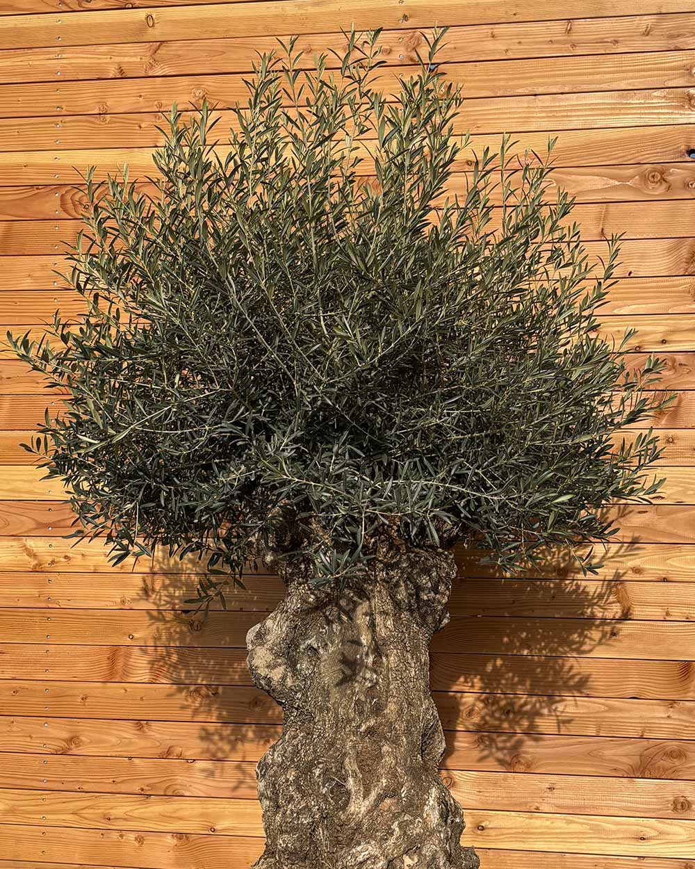 Olivenbaum „Colosso“ (L1)