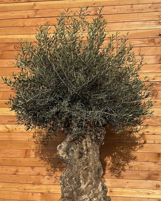 Olivenbaum „Colosso“ (L1)