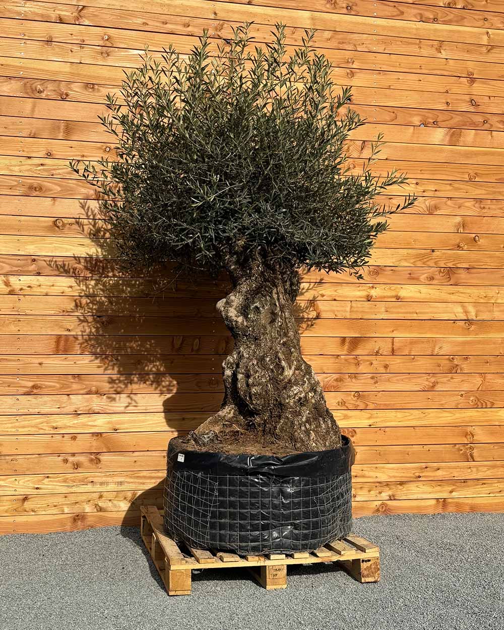 Olivenbaum „Colosso“ (L1)