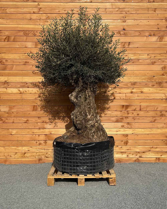 Olivenbaum „Colosso“ (L1)