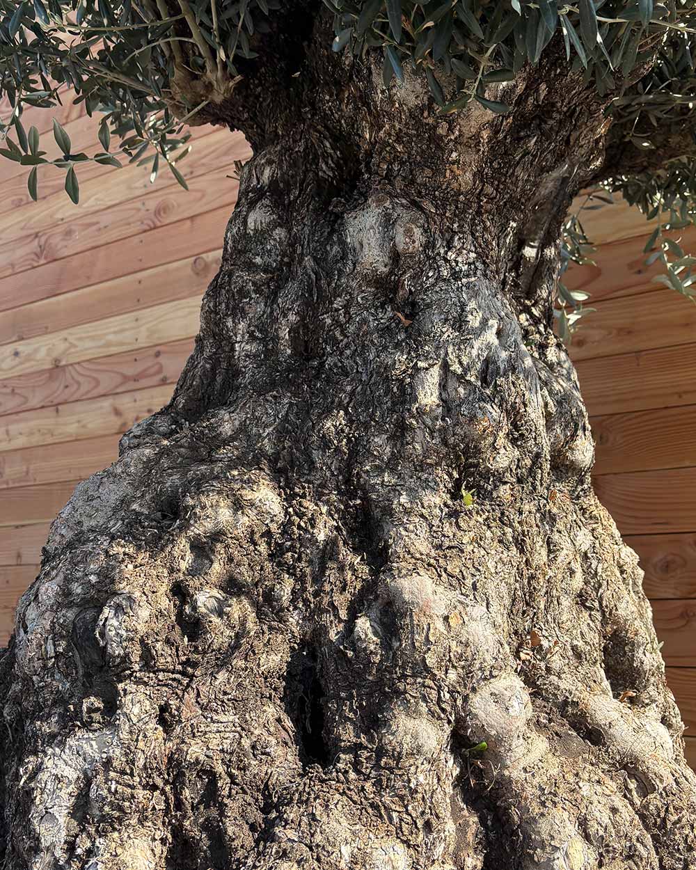 Olivenbaum „Colosso“ (L13)