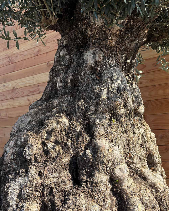 Olivenbaum „Colosso“ (L13)
