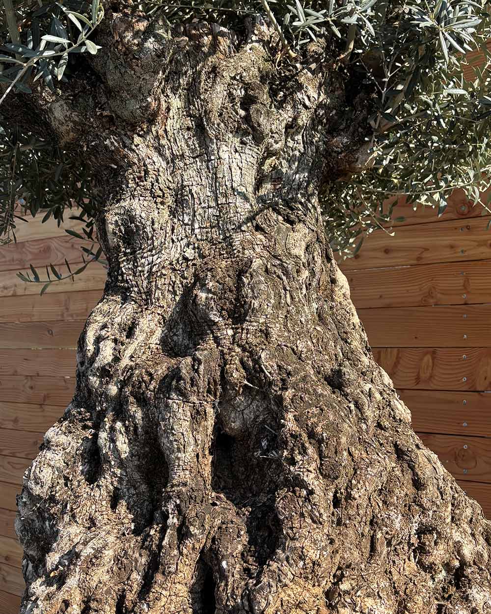 Olivenbaum „Colosso“ (L13)