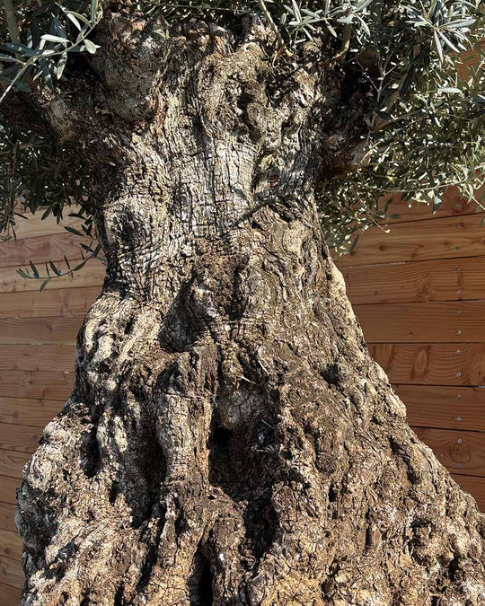 Olivenbaum „Colosso“ (L13)