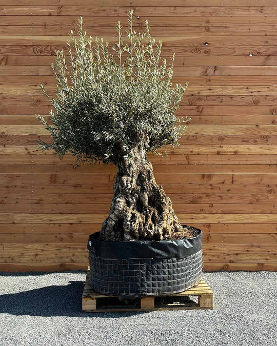 Olivenbaum „Colosso“ (L13)