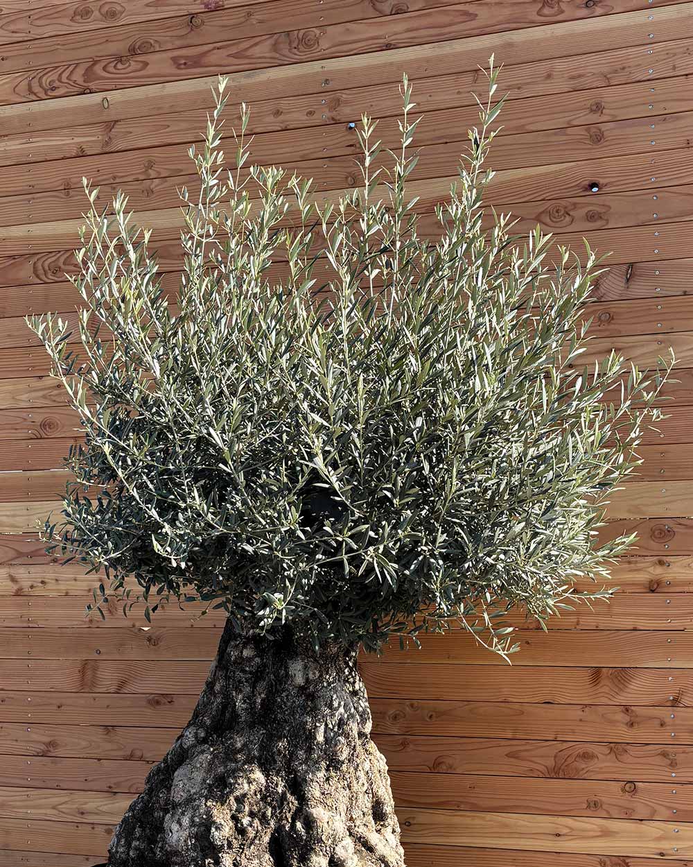 Olivenbaum „Colosso“ (L13)