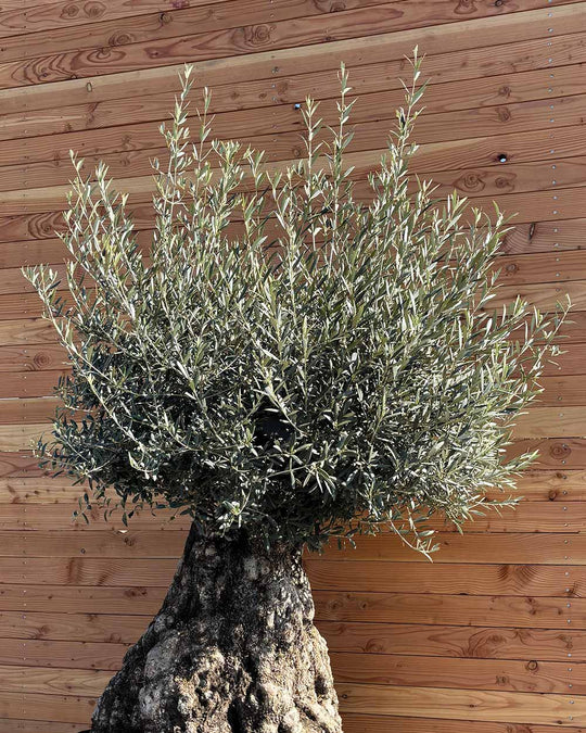 Olivenbaum „Colosso“ (L13)