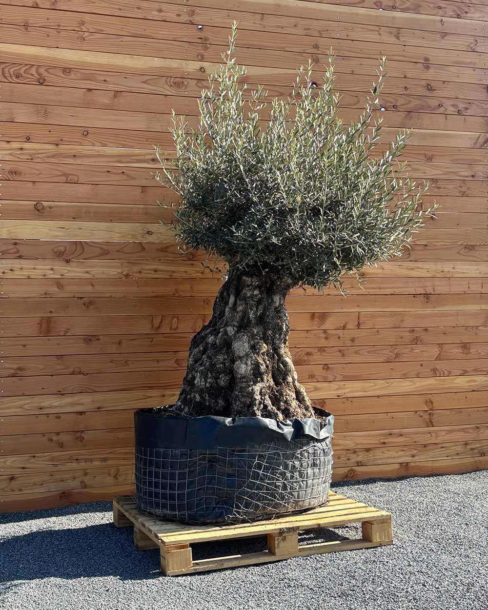 Olivenbaum „Colosso“ (L13)